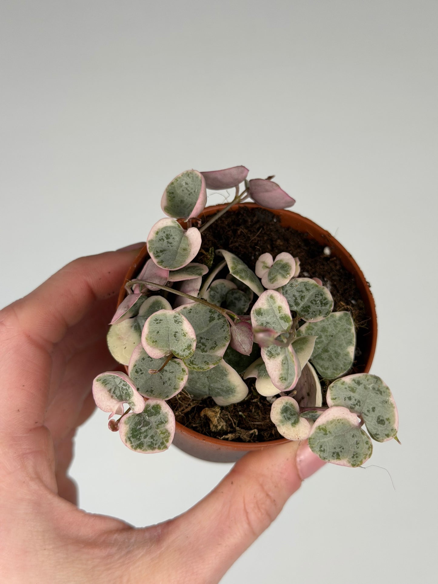 Ceropegia woodii 'String of hearts' variegata Ceropegia Tropical Corner