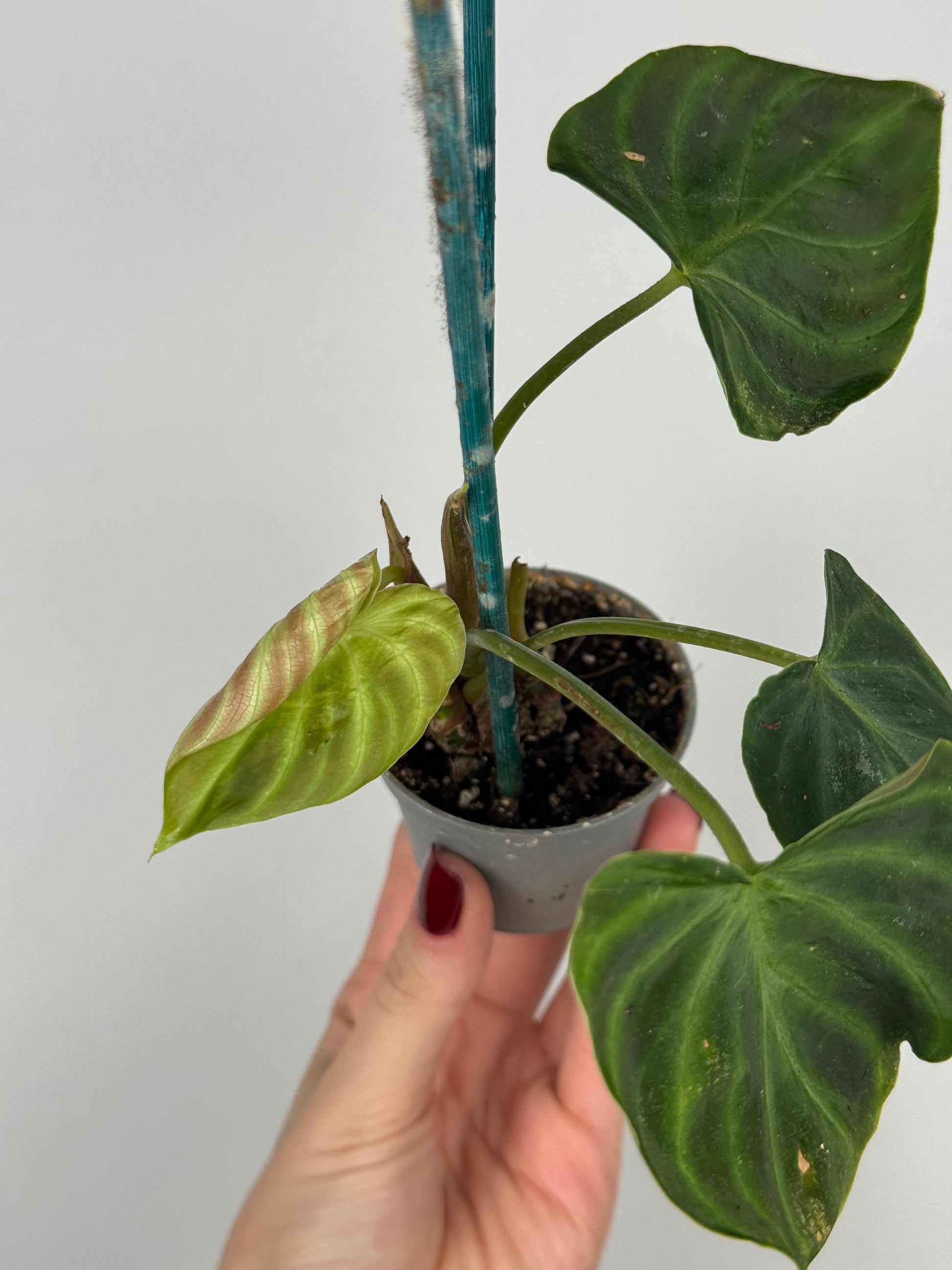 Philodendron El Choco Red | Nilo
