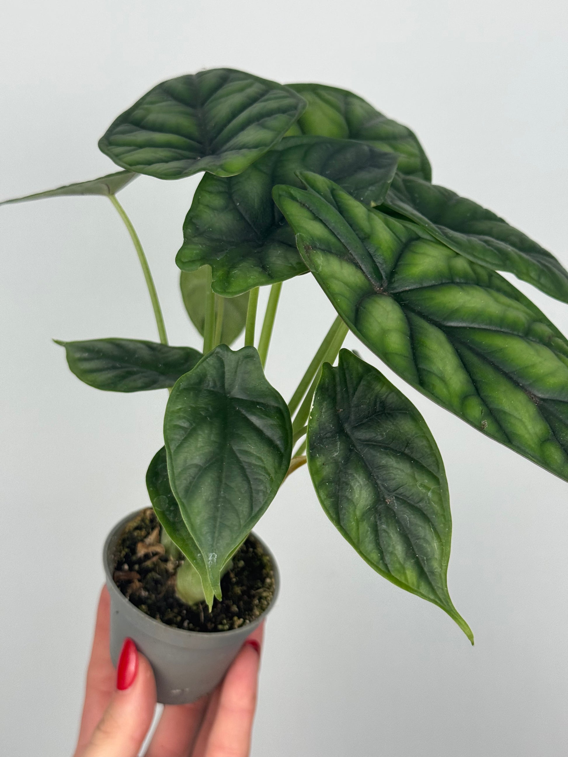 Alocasia Dragon Scale
