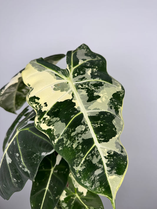 Alocasia Frydek variegata