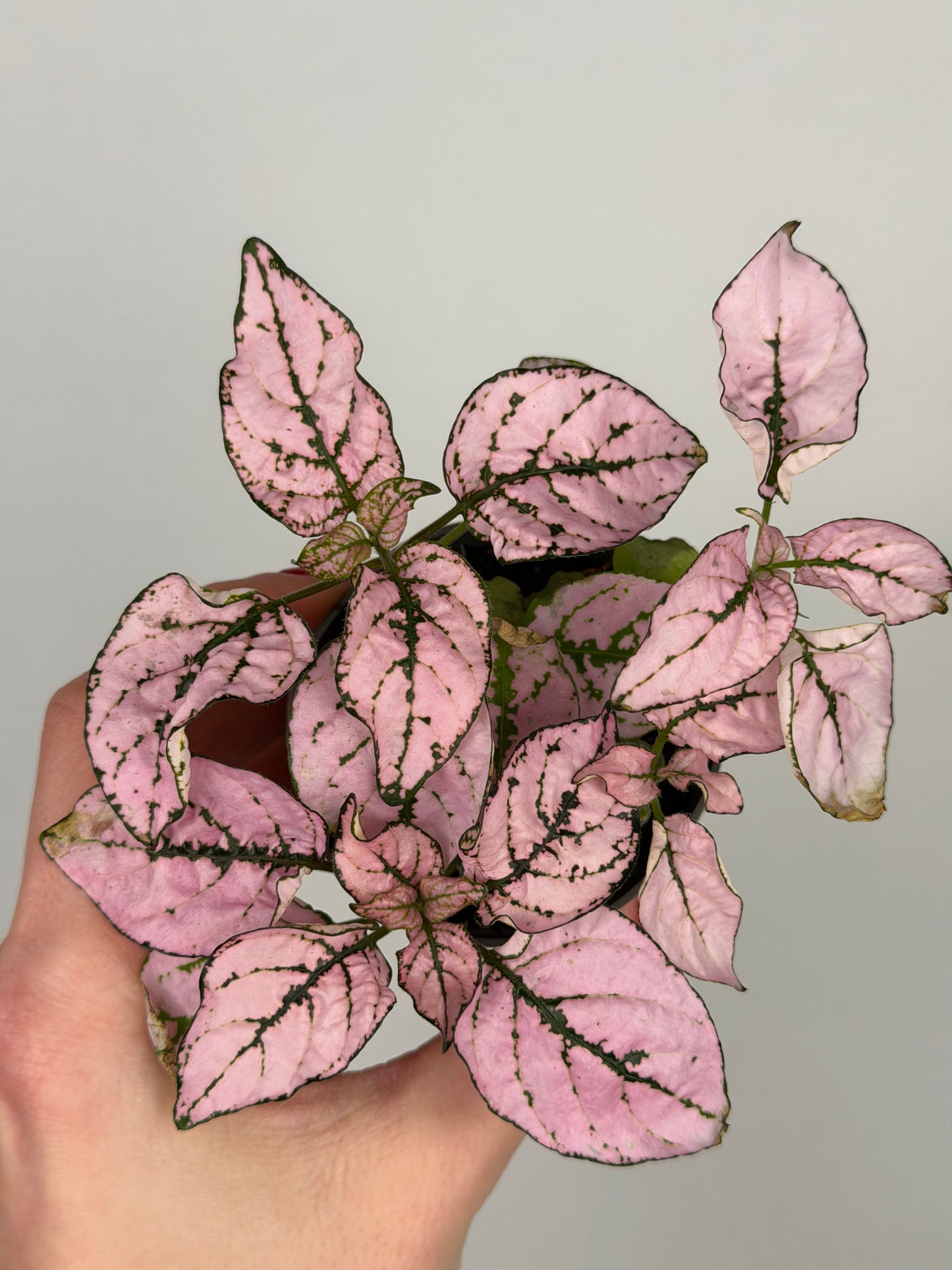 Hypoestes Phyllostachya Hypoestes Tropical Corner Rosa