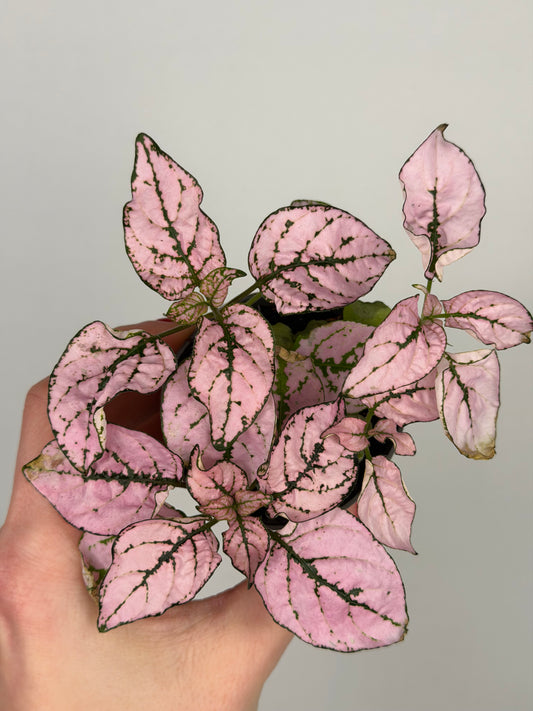 Hypoestes Phyllostachya Hypoestes Tropical Corner Rosa