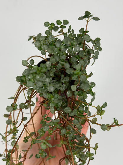 Pilea Glaucophylla 'Greyzy' Pilea Tropical Corner