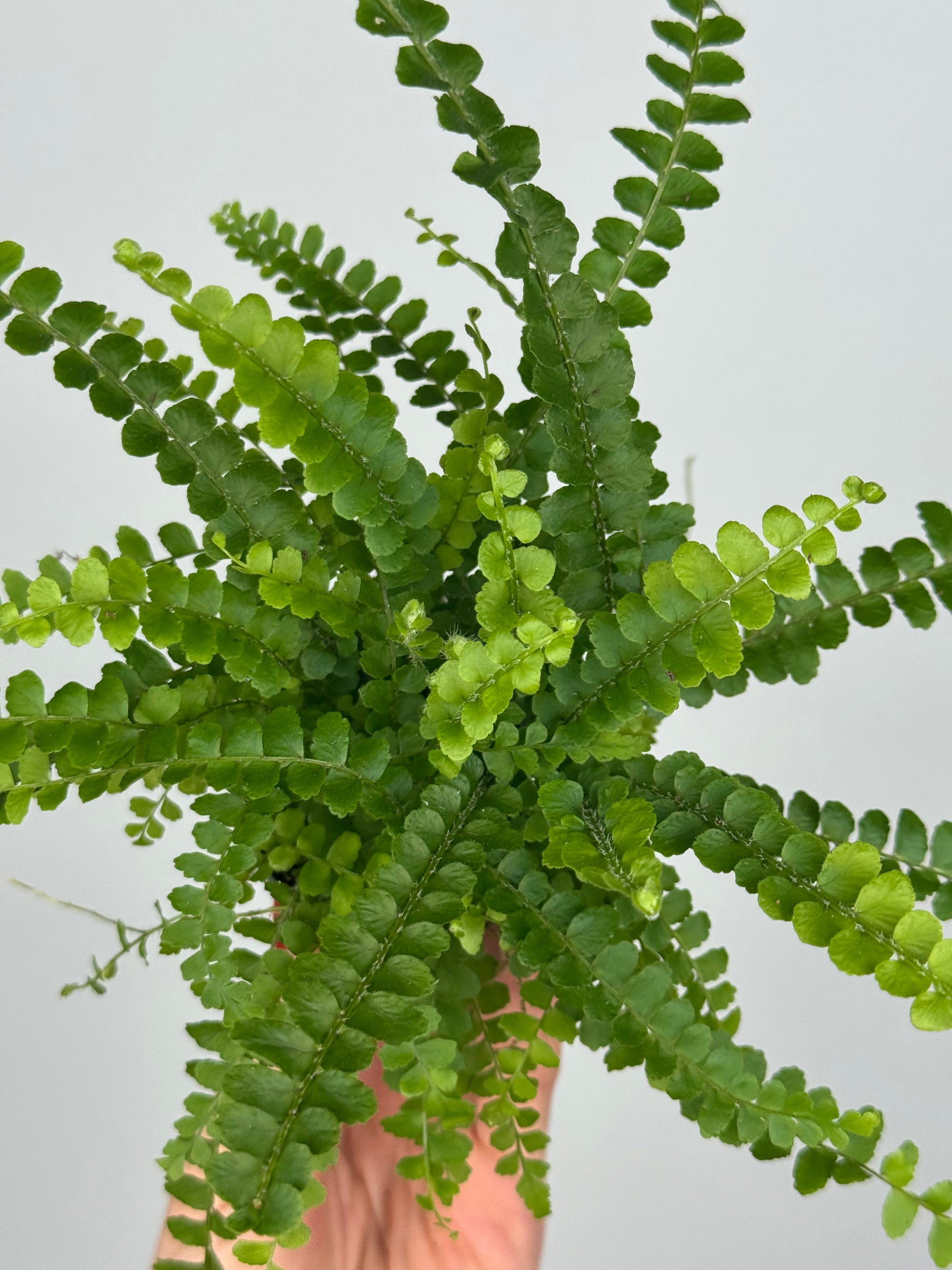 Nephrolepis cordifolia “Duffy”