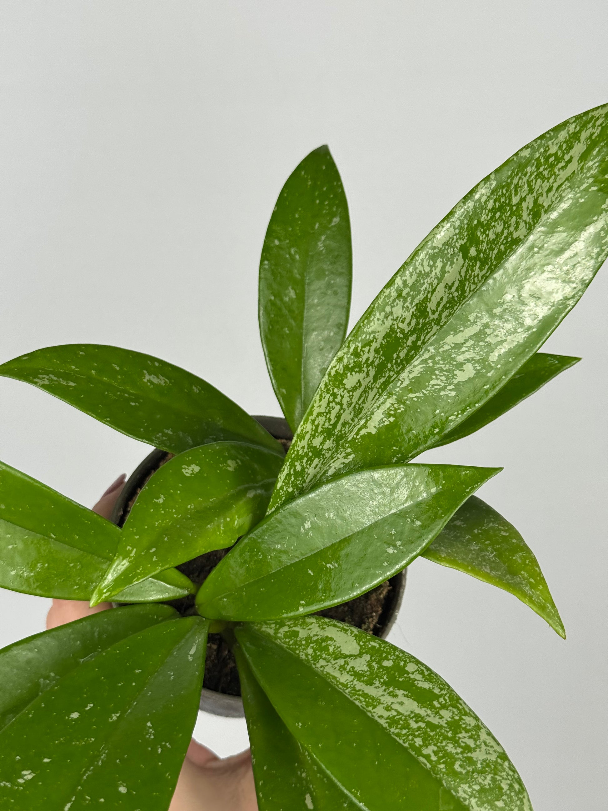 Hoya Pubicalyx