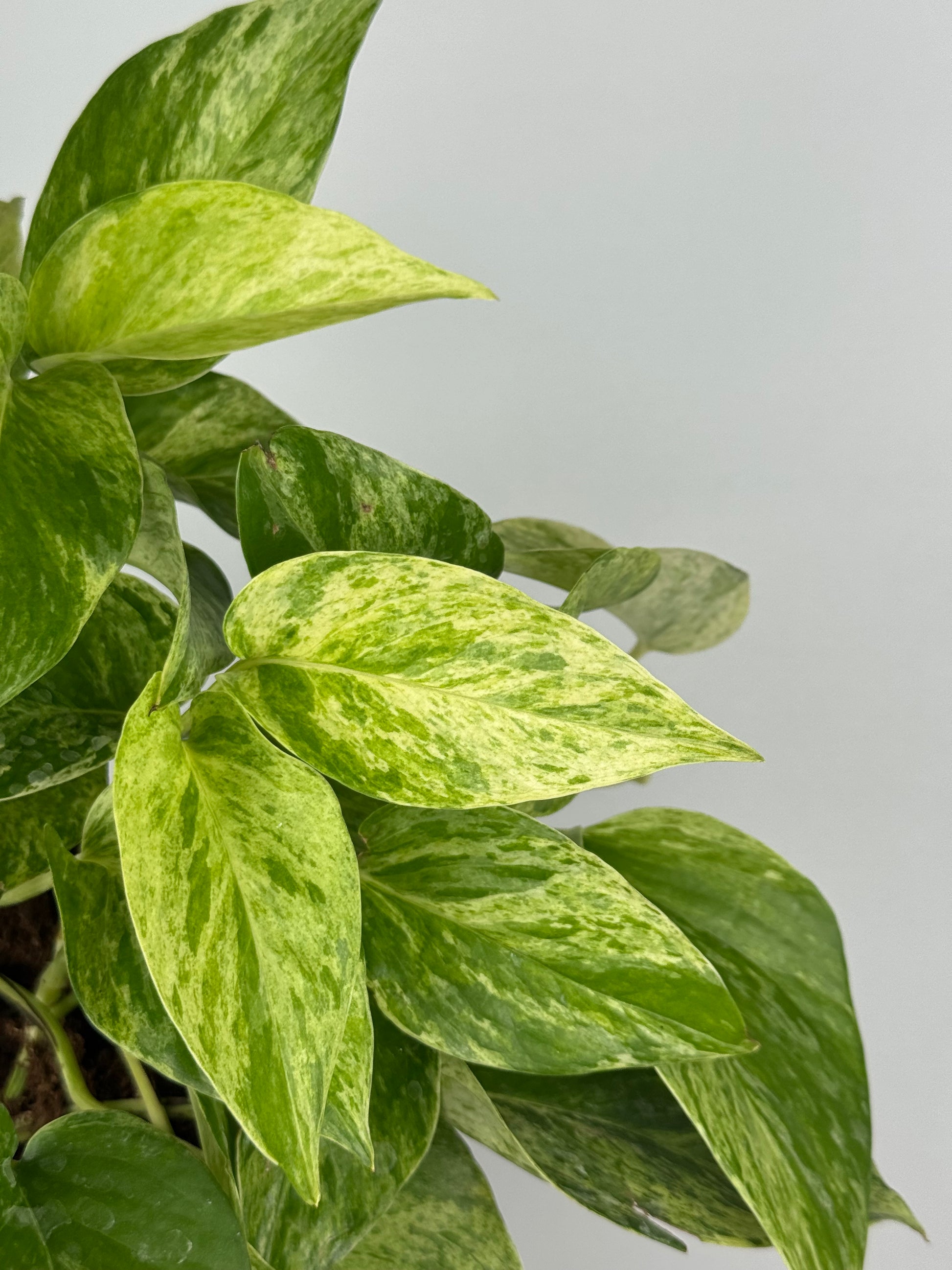 Epipremnum Marble Queen