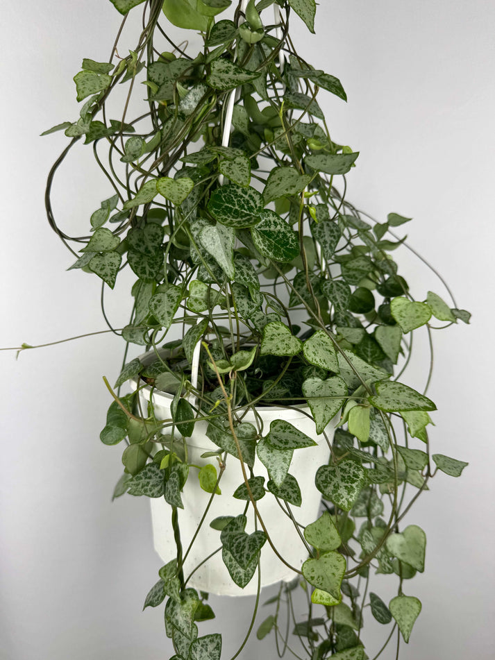 Ceropegia Iris String of Spades