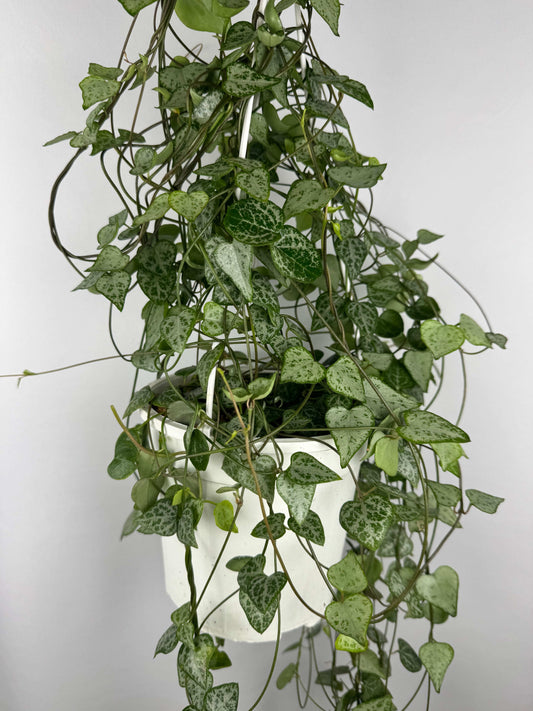 Ceropegia Iris “String of spades”