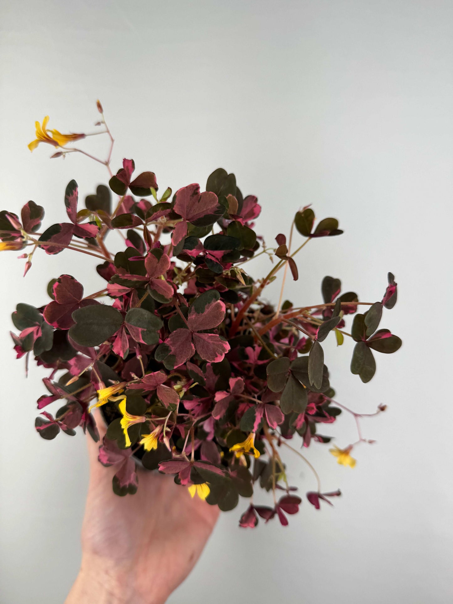 Oxalis Vulcanicola “Pink”