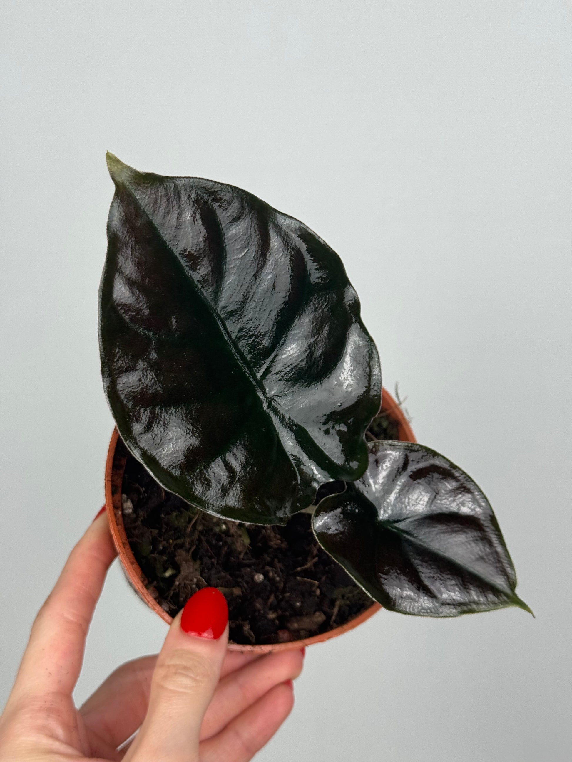 Alocasia Infernalis 'Black Magic'