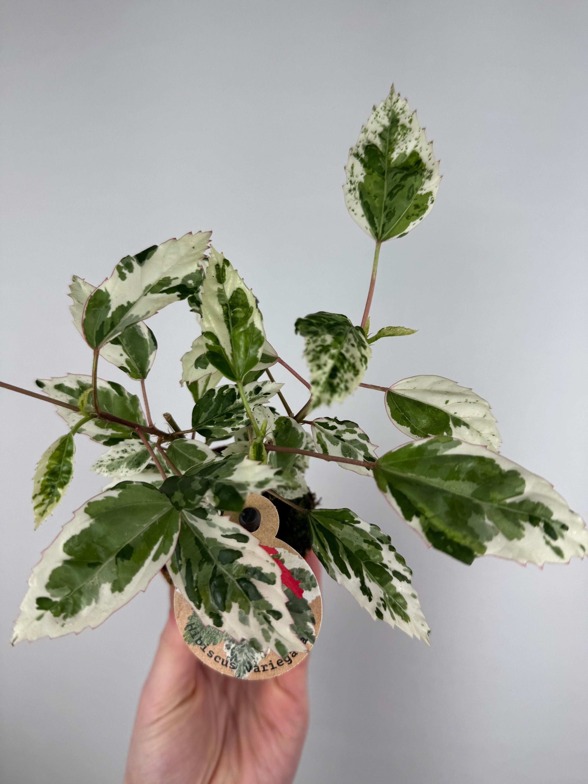 Hibiscus rosa-sinensis “Variegata”