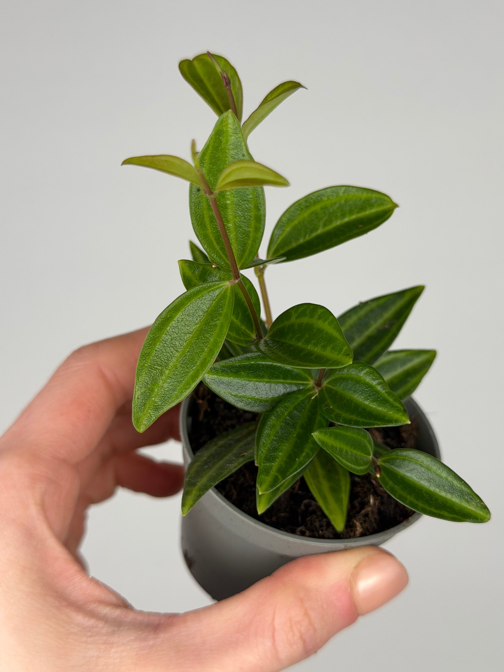 Peperomia 'Stripes' Peperomia Tropical Corner