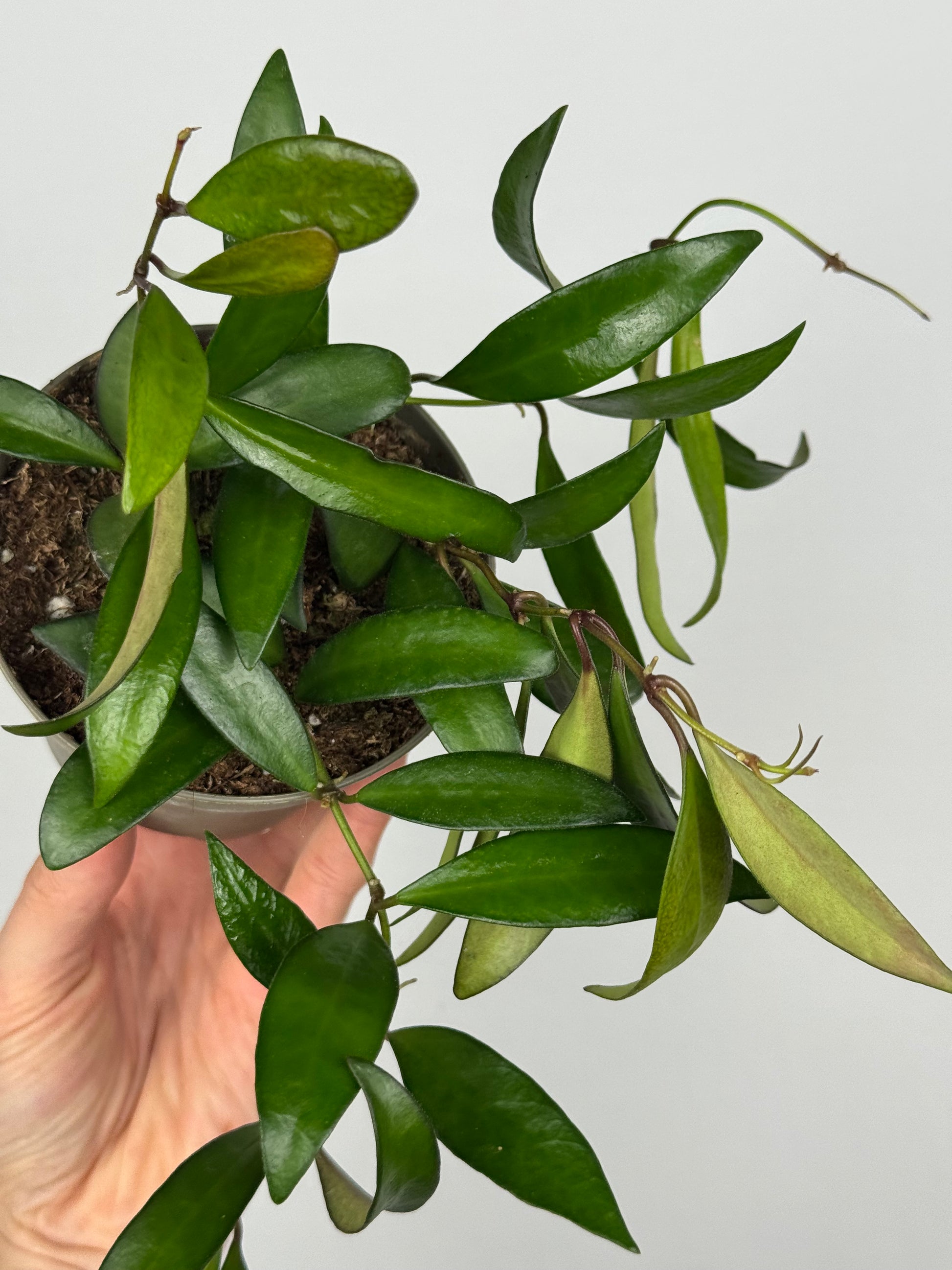 Hoya Rosita