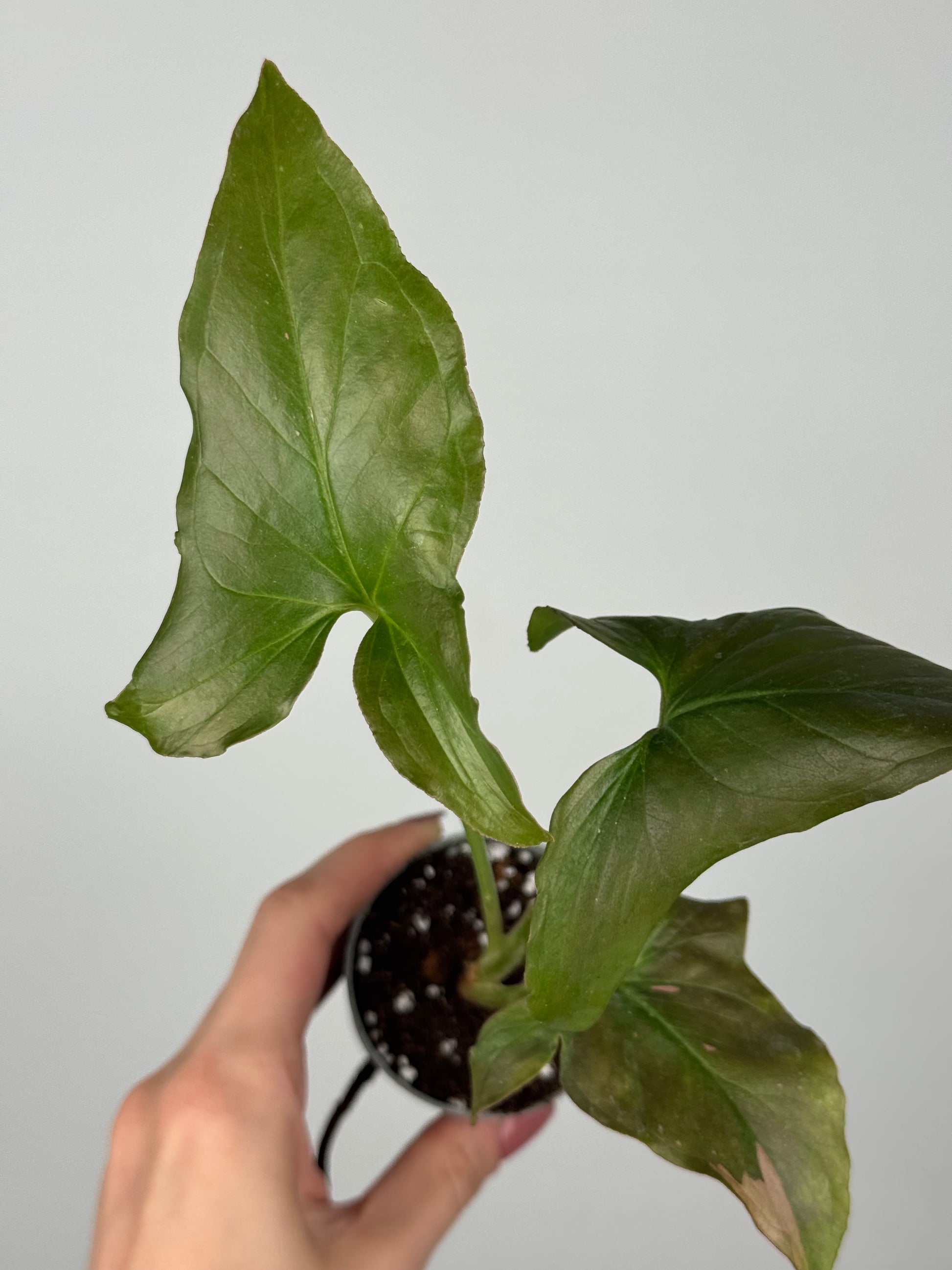 Syngonium Pink Splash | Kiran