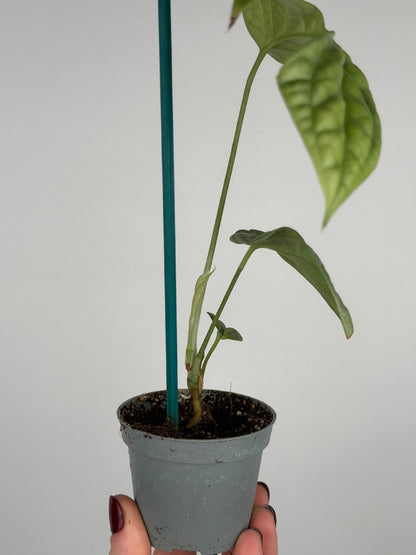 Amydrium Medium Silver | Thorn