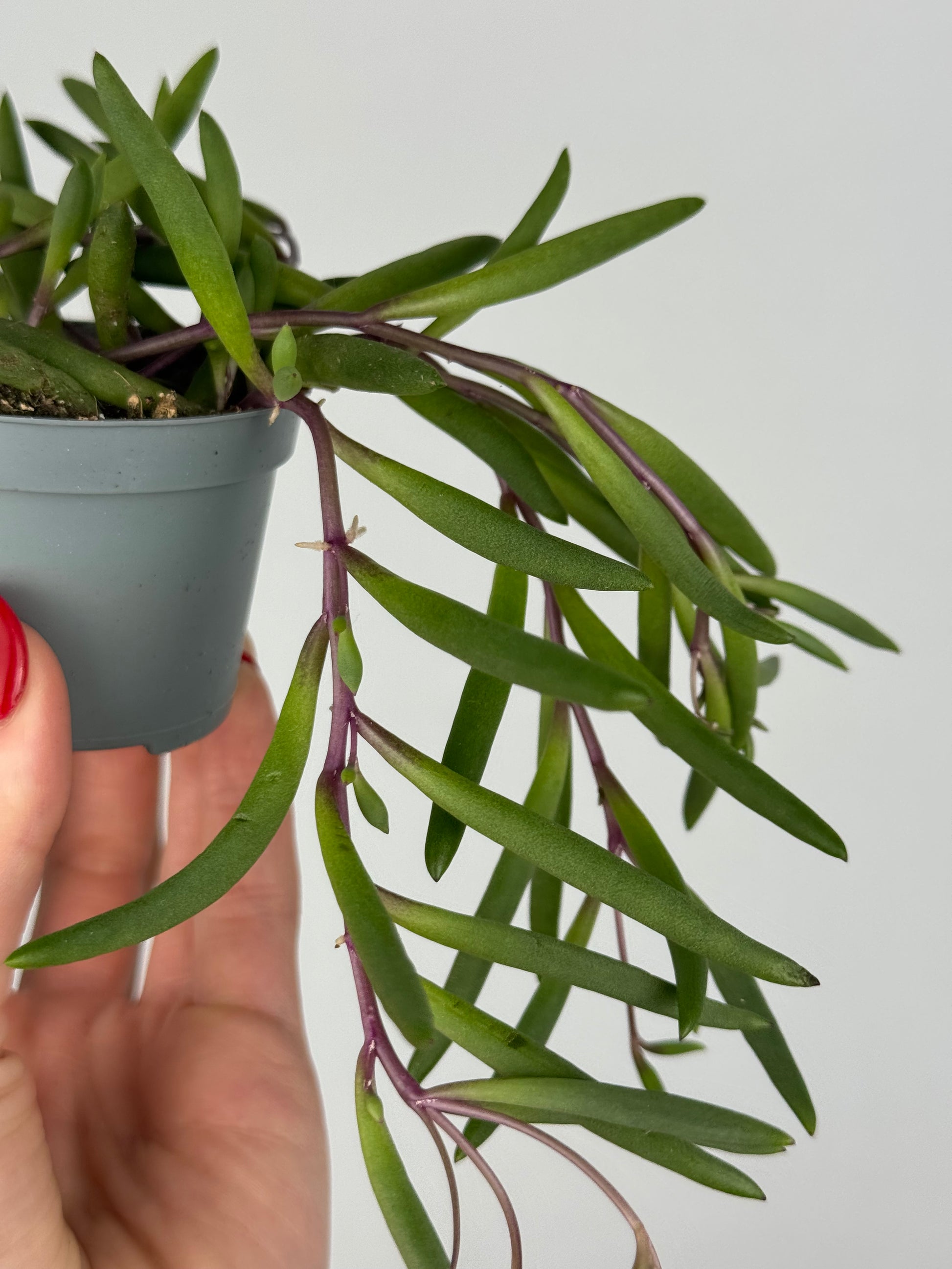 Senecio herreianus “Purple Flush”