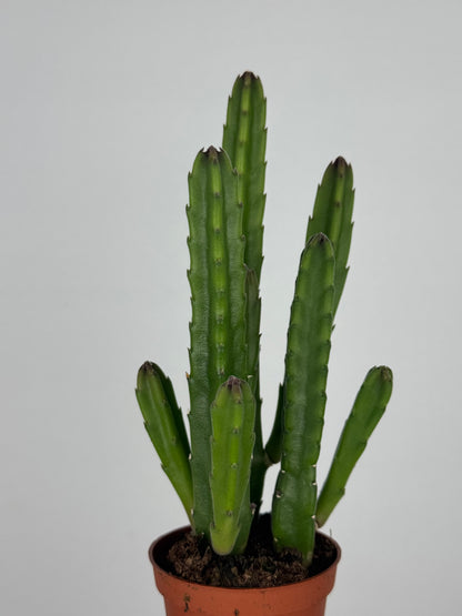 Stapelia leendertziae