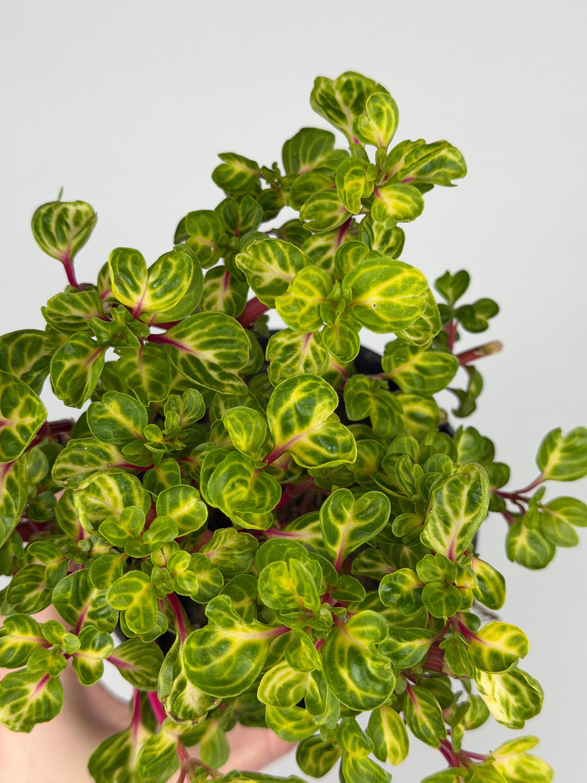 Iresine Herbstii 'Rich Funnygold' Iresine Tropical Corner