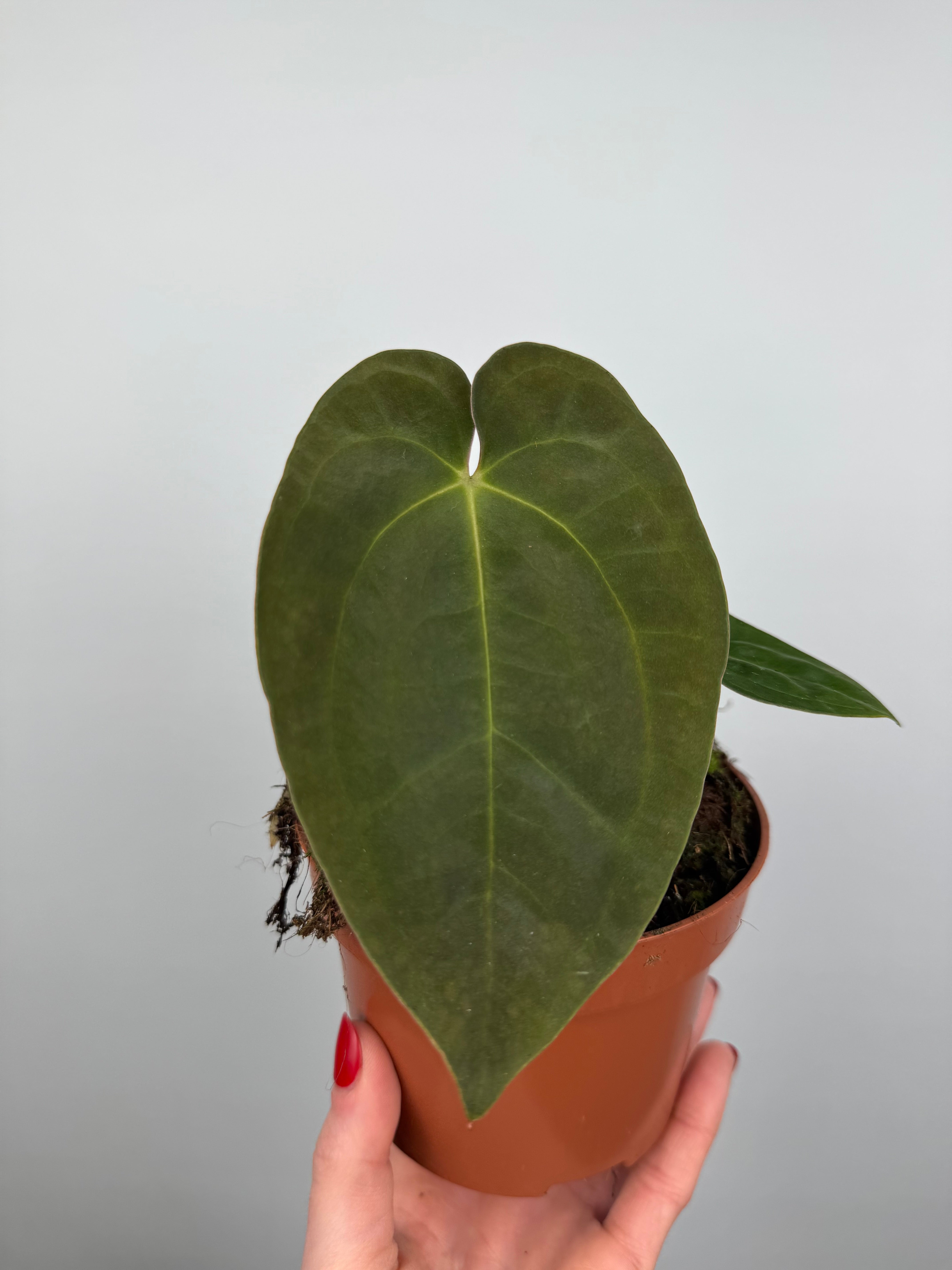 Anthurium Papillilaminum – Tropical Corner