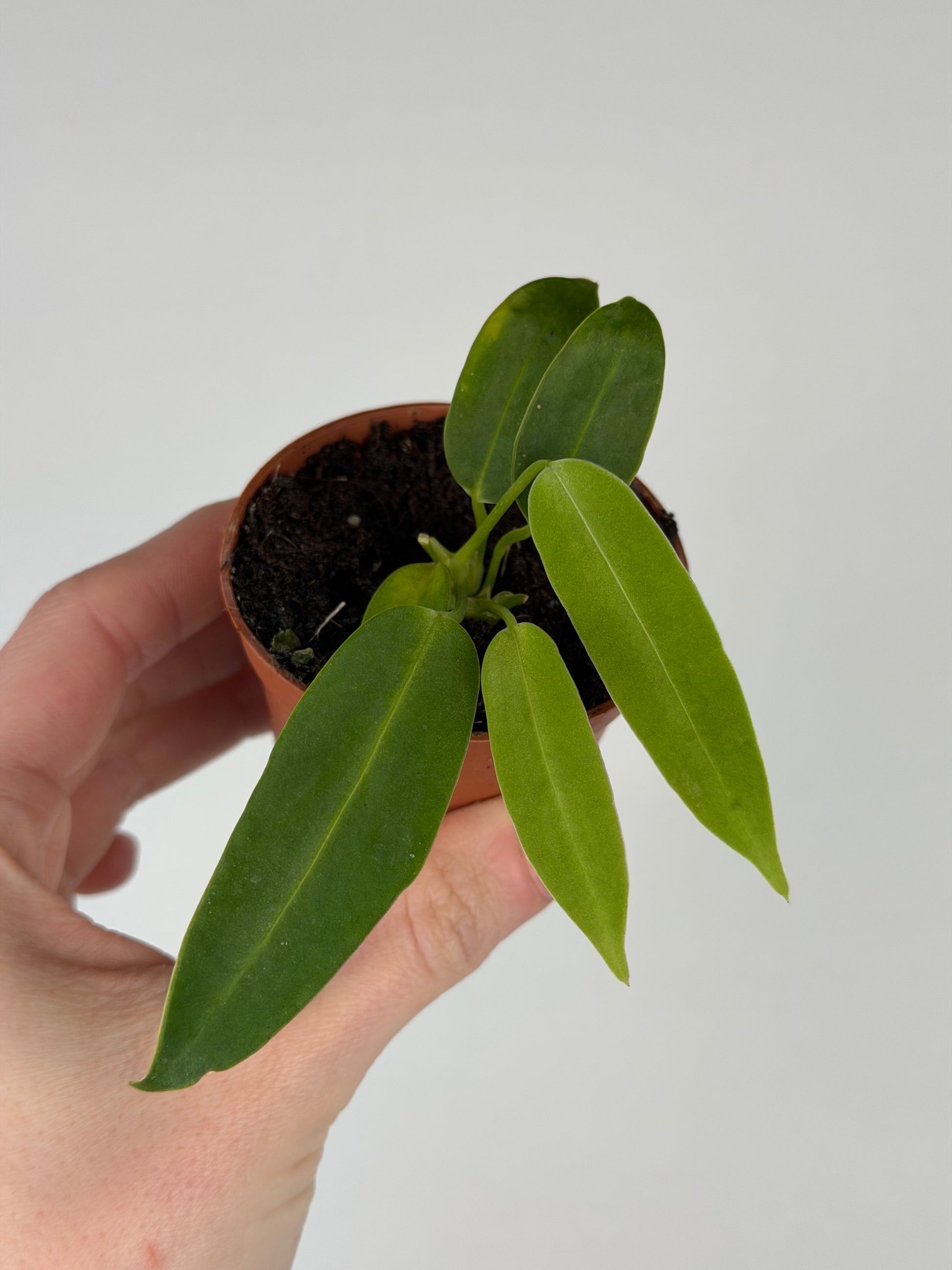 Anthurium Warocqueanum Anthurium Tropical Corner