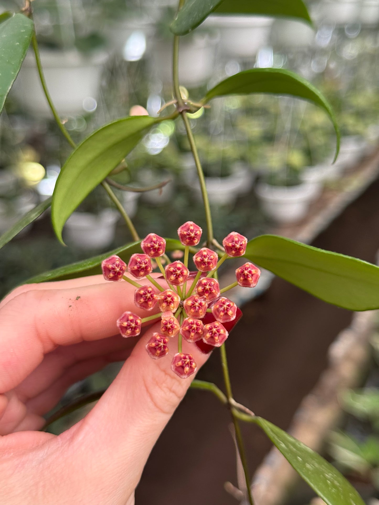 Hoya Gracilis