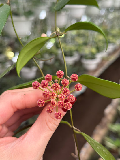 Hoya Gracilis