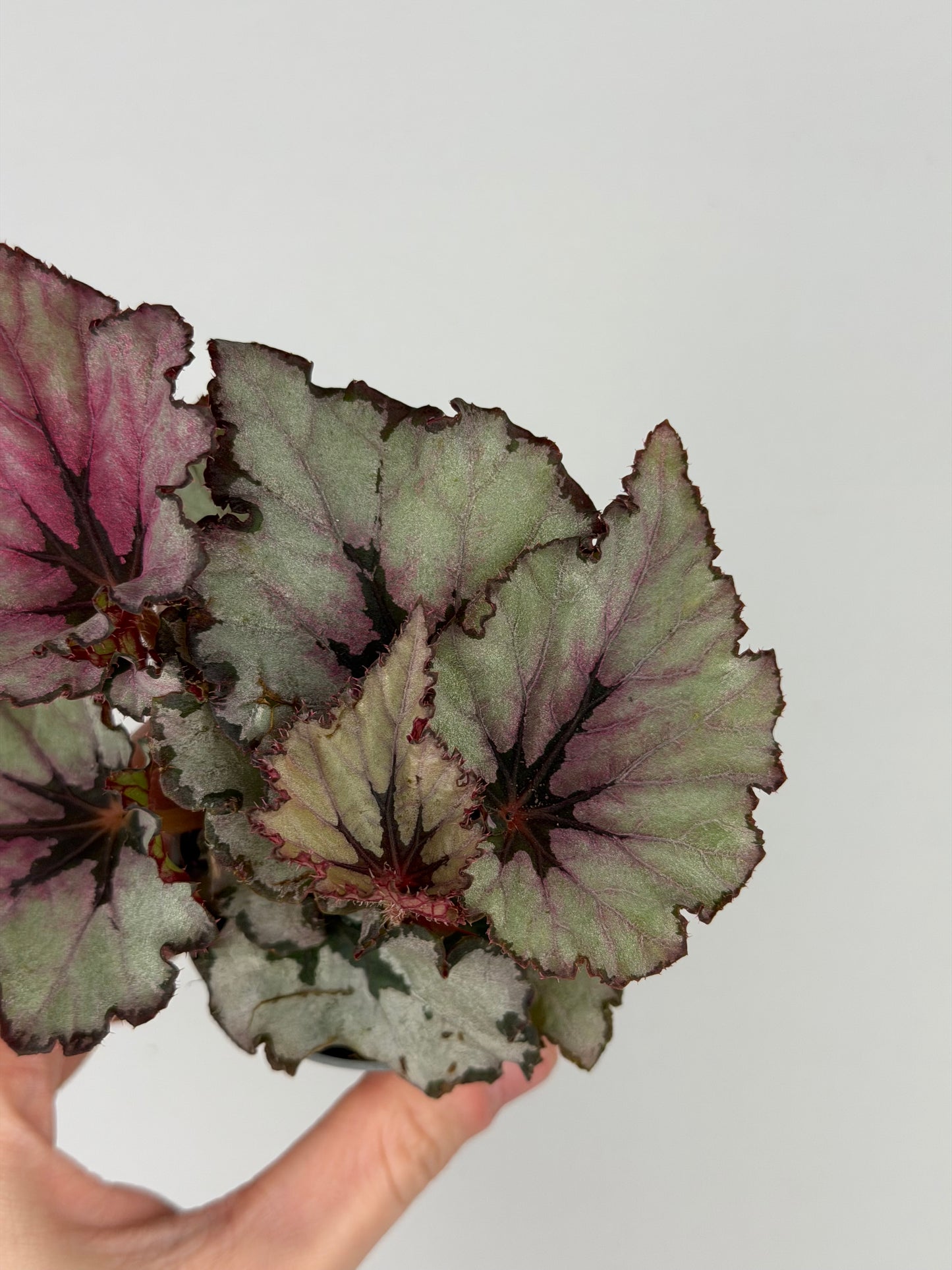 Begonia 'Spirit of Kwale'