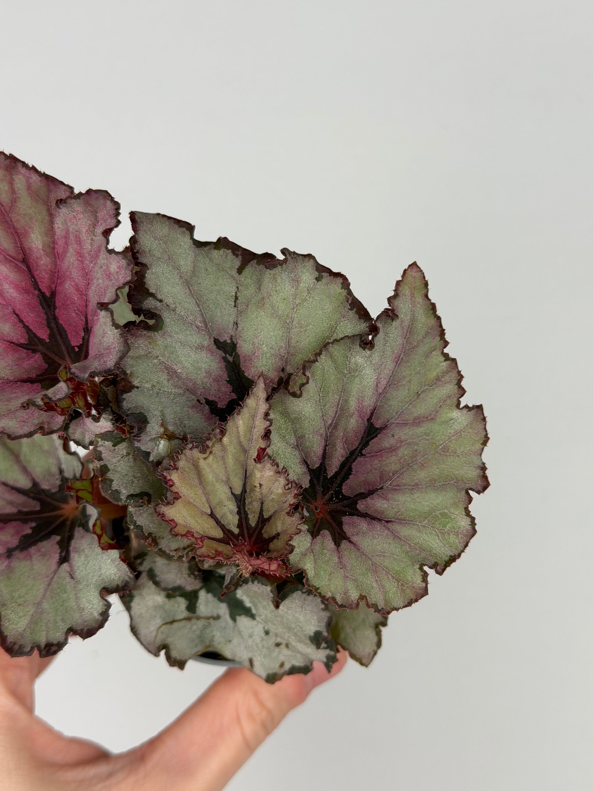 Begonia 'Spirit of Kwale'