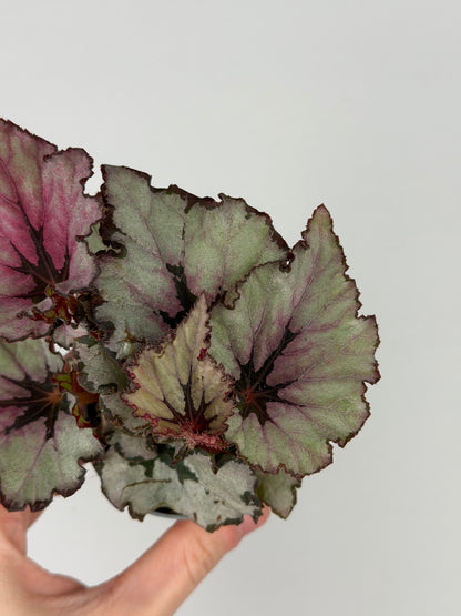 Begonia 'Spirit of Kwale'