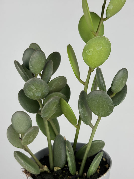 Xerosicyos Danguyi “Silver dollar vine”