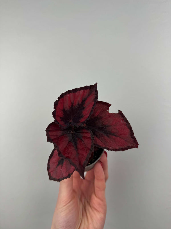 Begonia Red Kiss