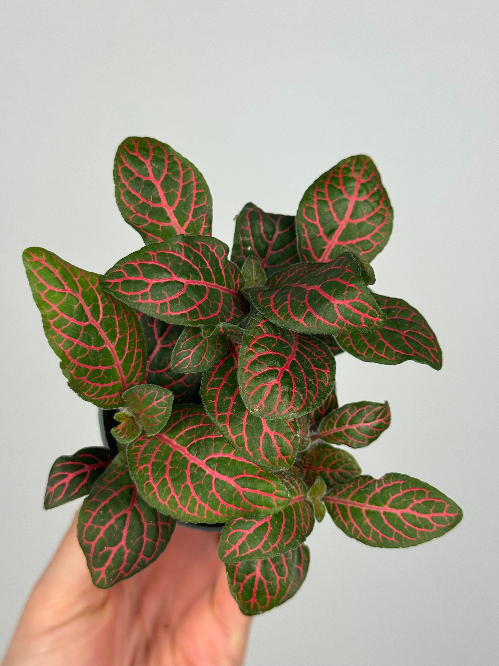 Fittonia verschaffeltii 'Red Star'