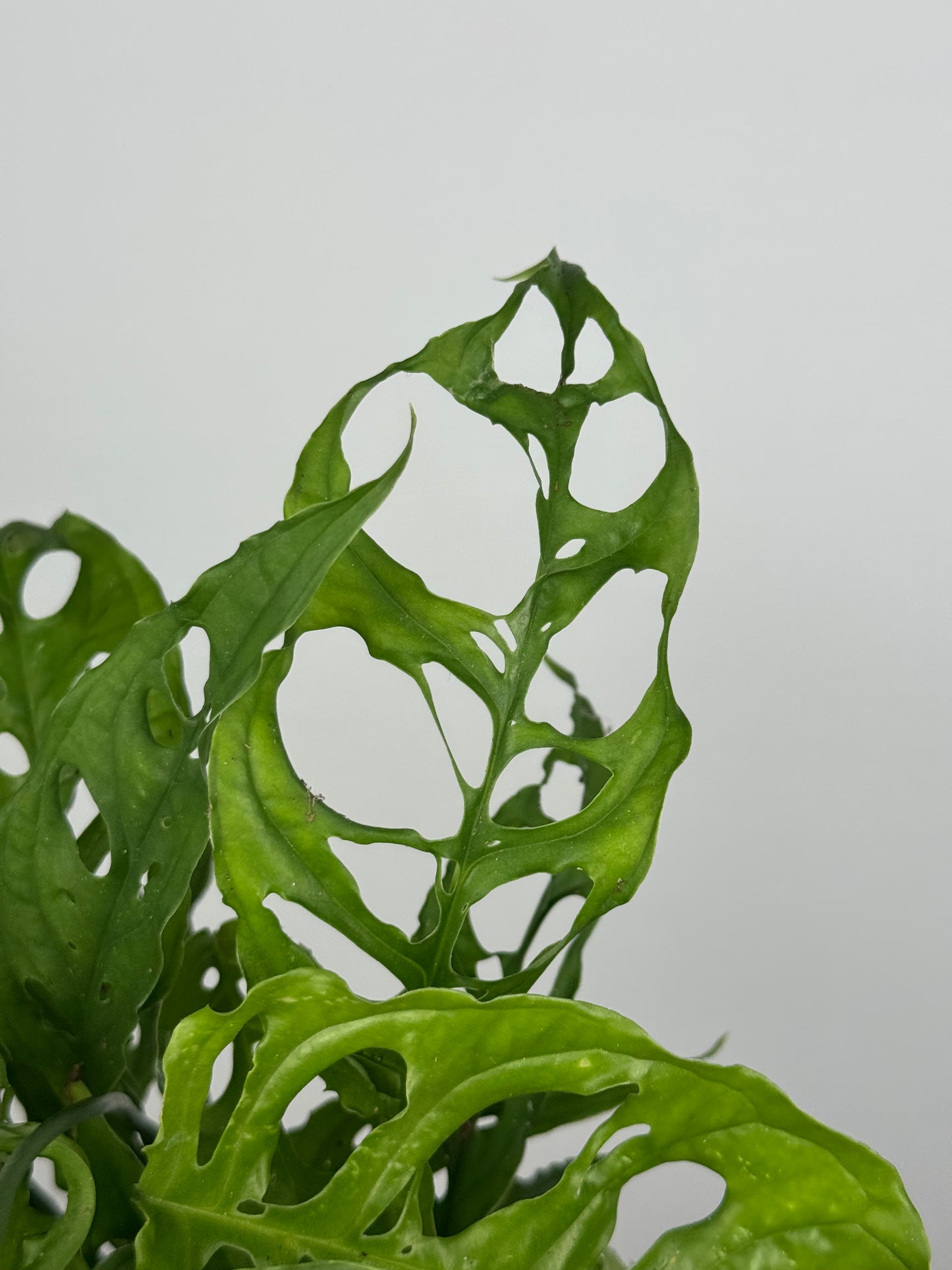 Monstera Obliqua "Perù"