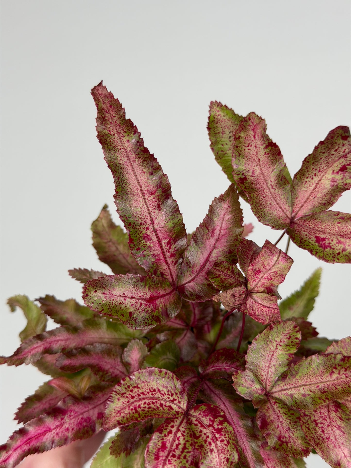 Pteris Cretica Albolineata Make up