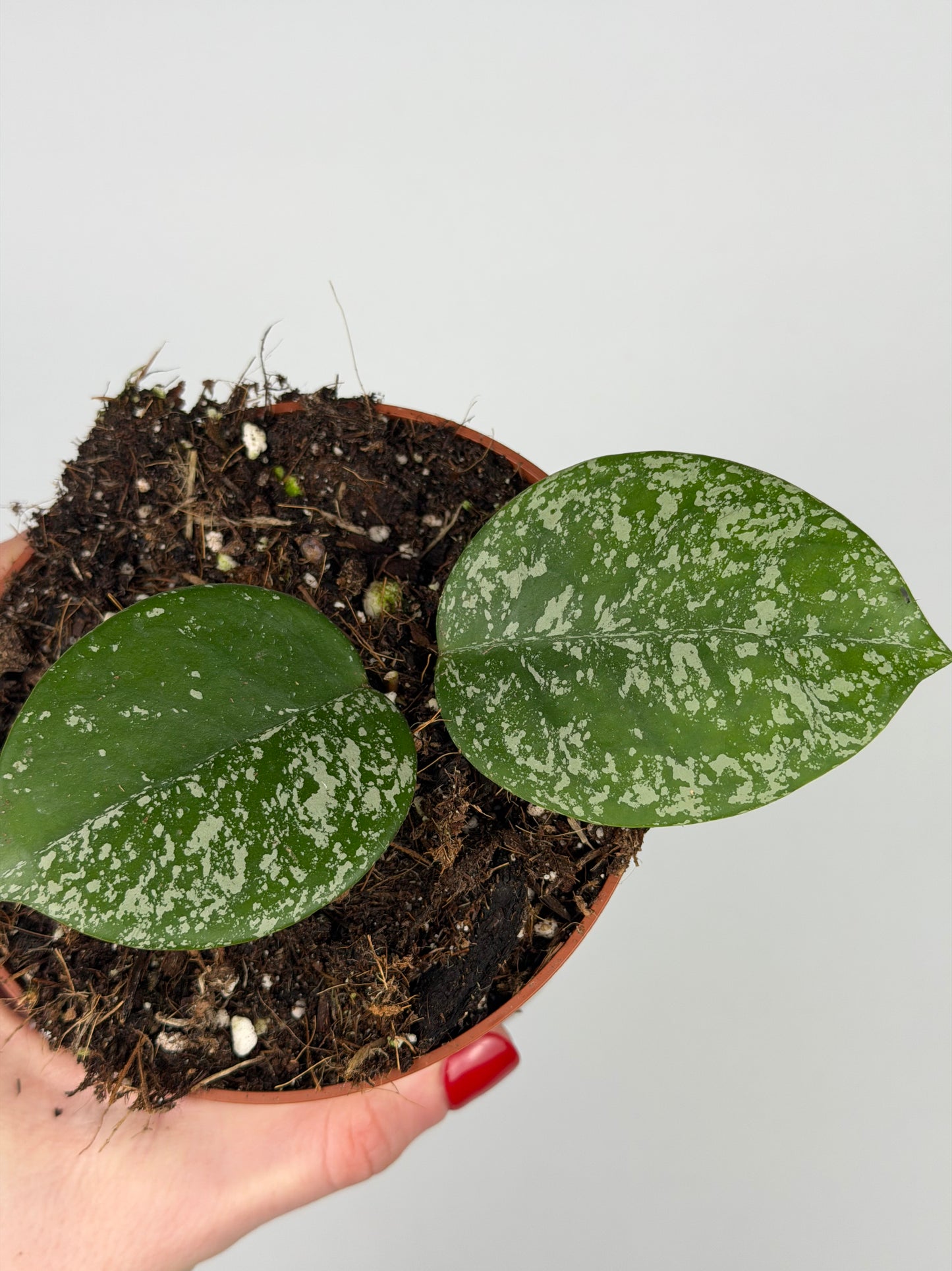 Hoya Parasitica 'Splash' Hoya Tropical Corner