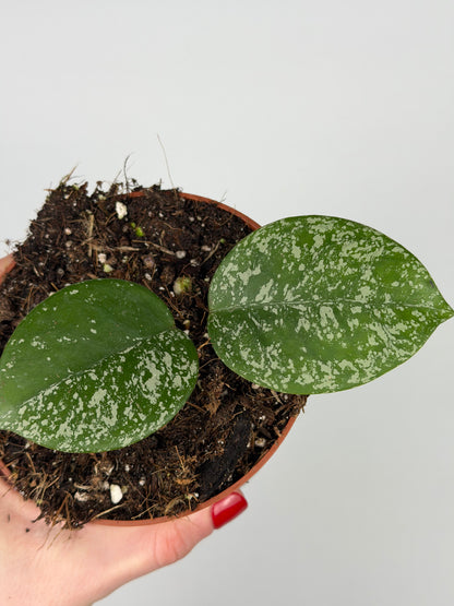 Hoya Parasitica 'Splash' Hoya Tropical Corner