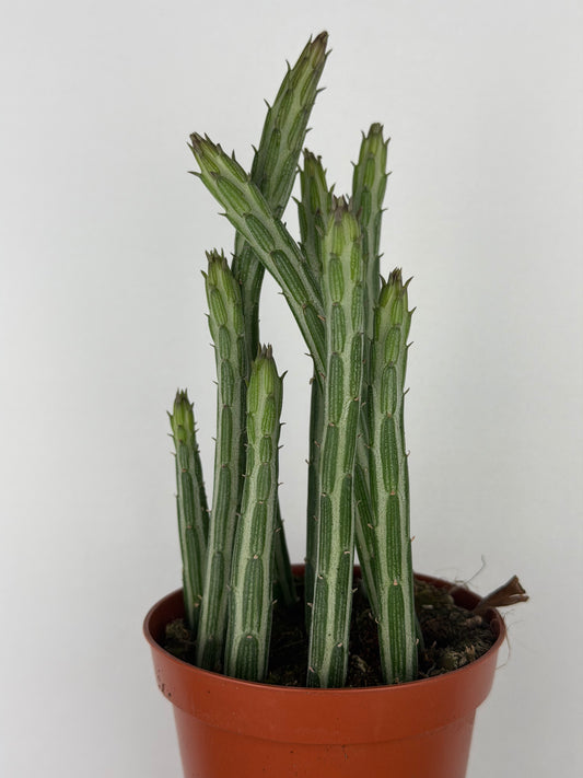 Senecio Stapeliiformis