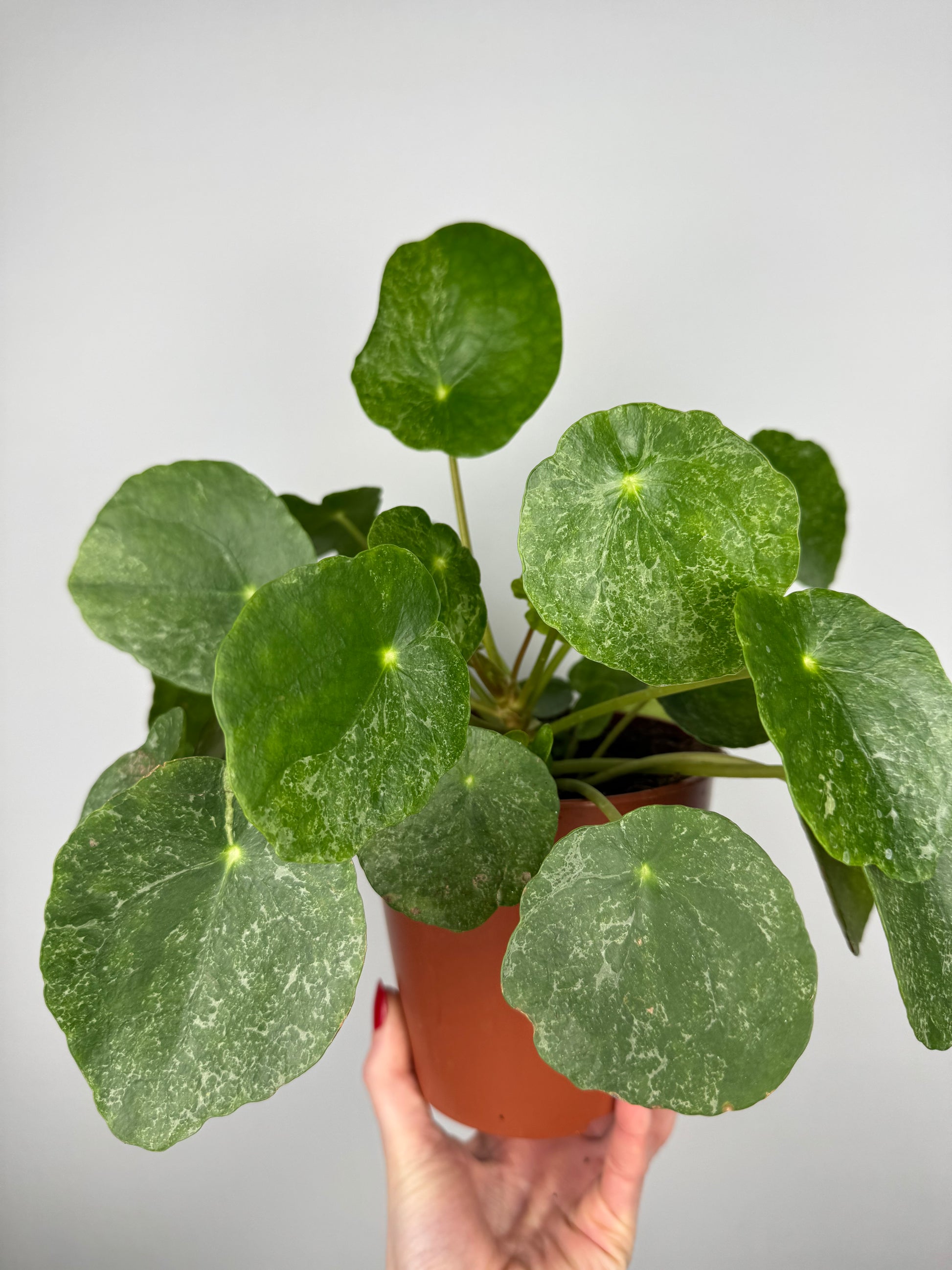 Pilea Peperomioides “Sugar”