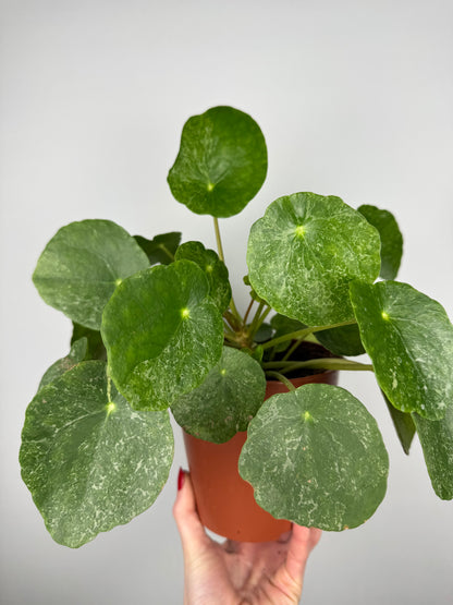 Pilea Peperomioides “Sugar”