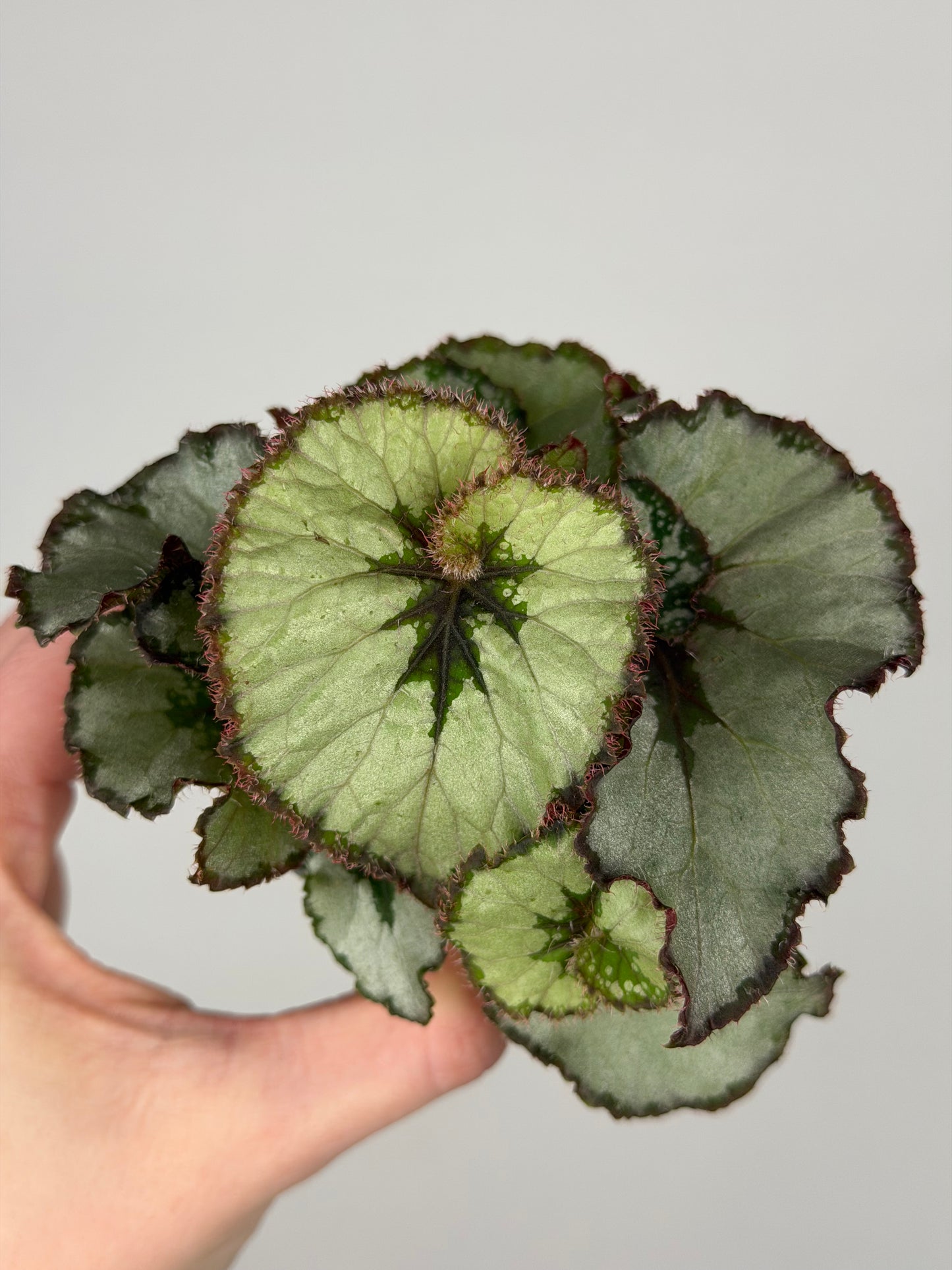 Begonia 'Escargot' Begonia Tropical Corner