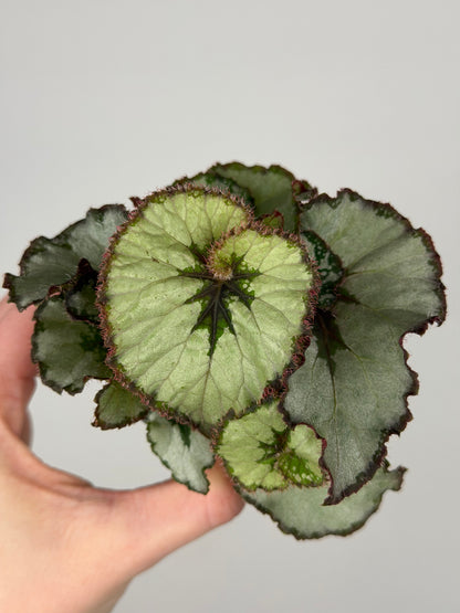 Begonia 'Escargot' Begonia Tropical Corner