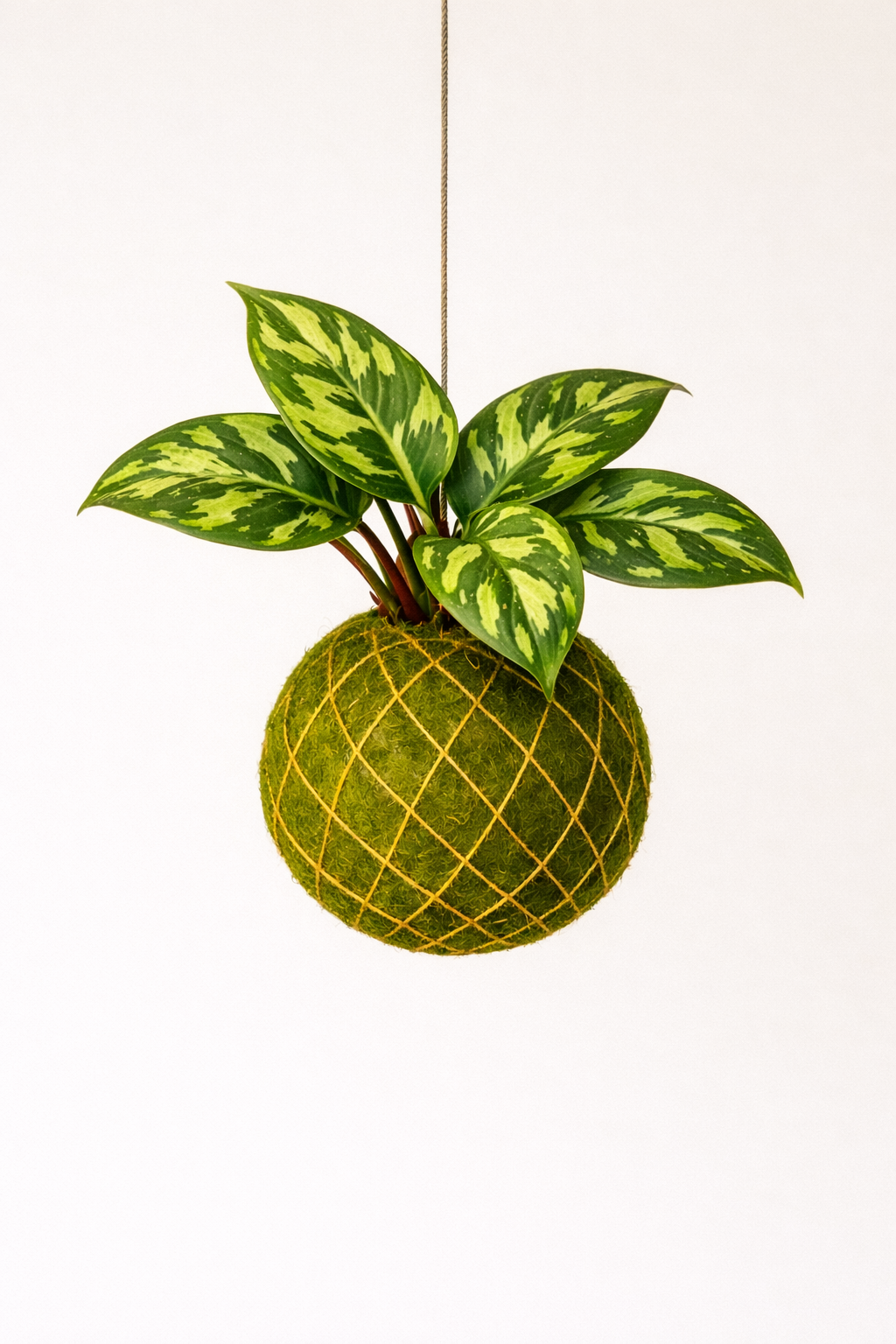 Baby Kokedama | Homalomena Wallisii 'Camouflage' Homalomena Tropical Corner