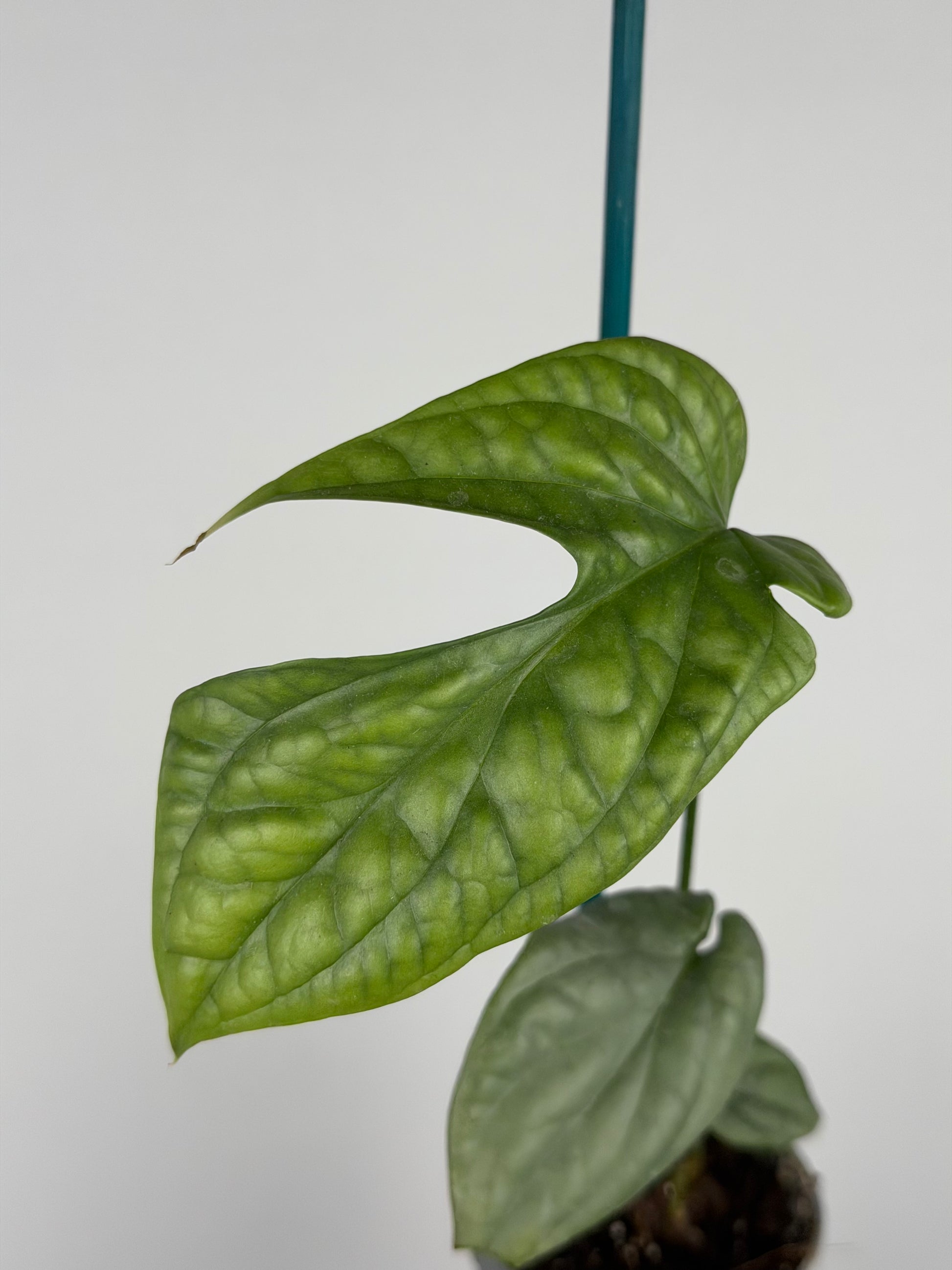 Amydrium Medium Silver | Thorn