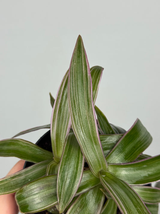 Tradescantia Spathacea | Orelia