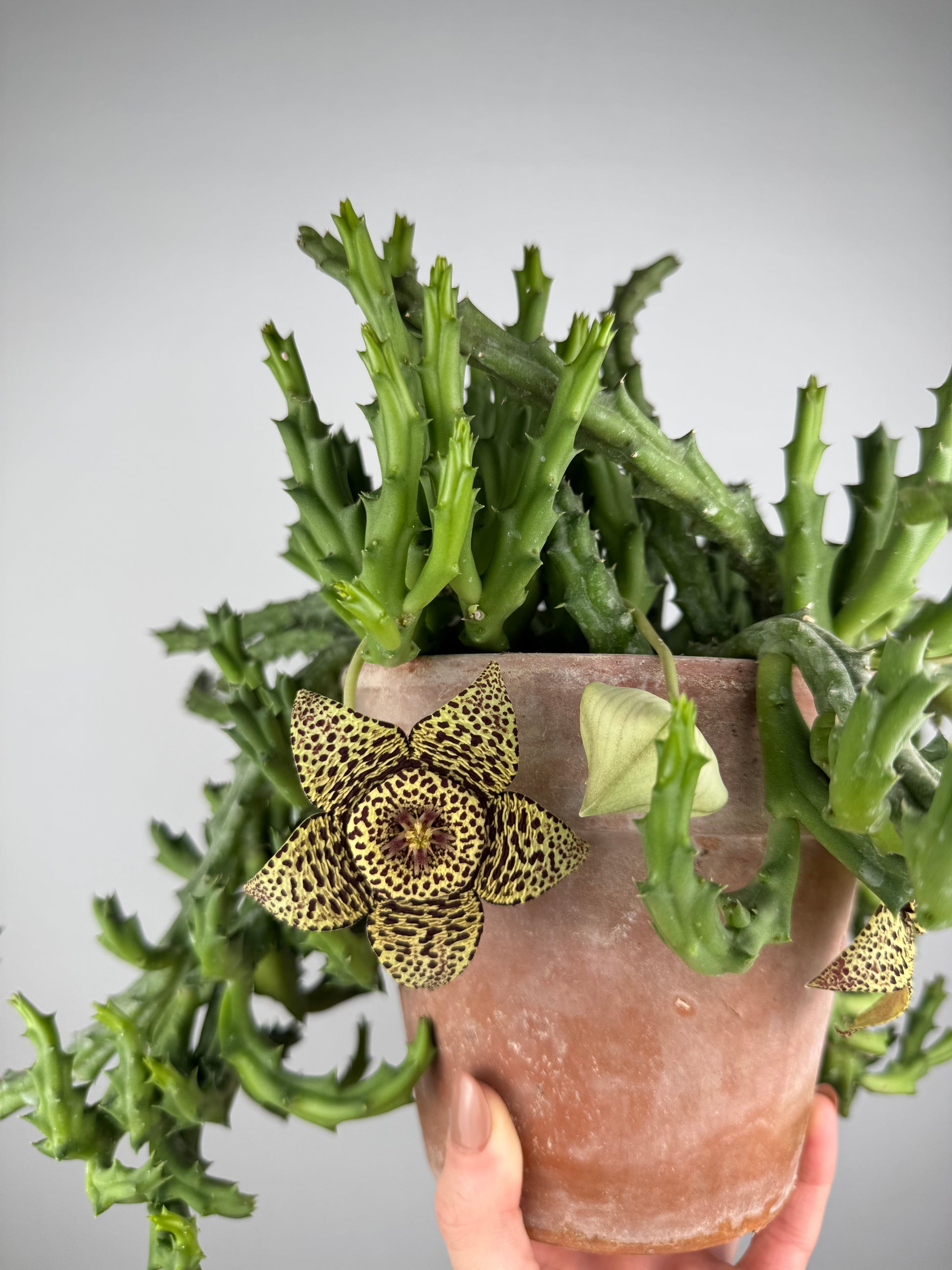 Stapelia Huernia “Variegata”