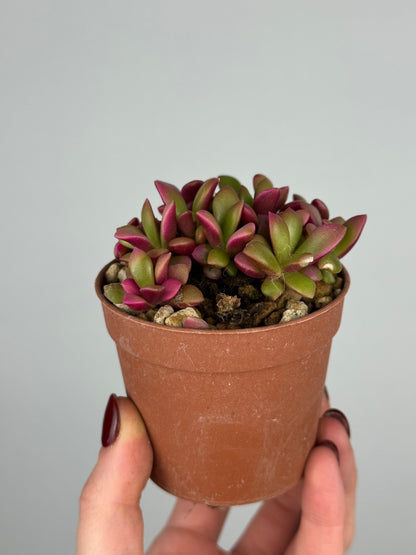 Anacampseros Rufescens variegato