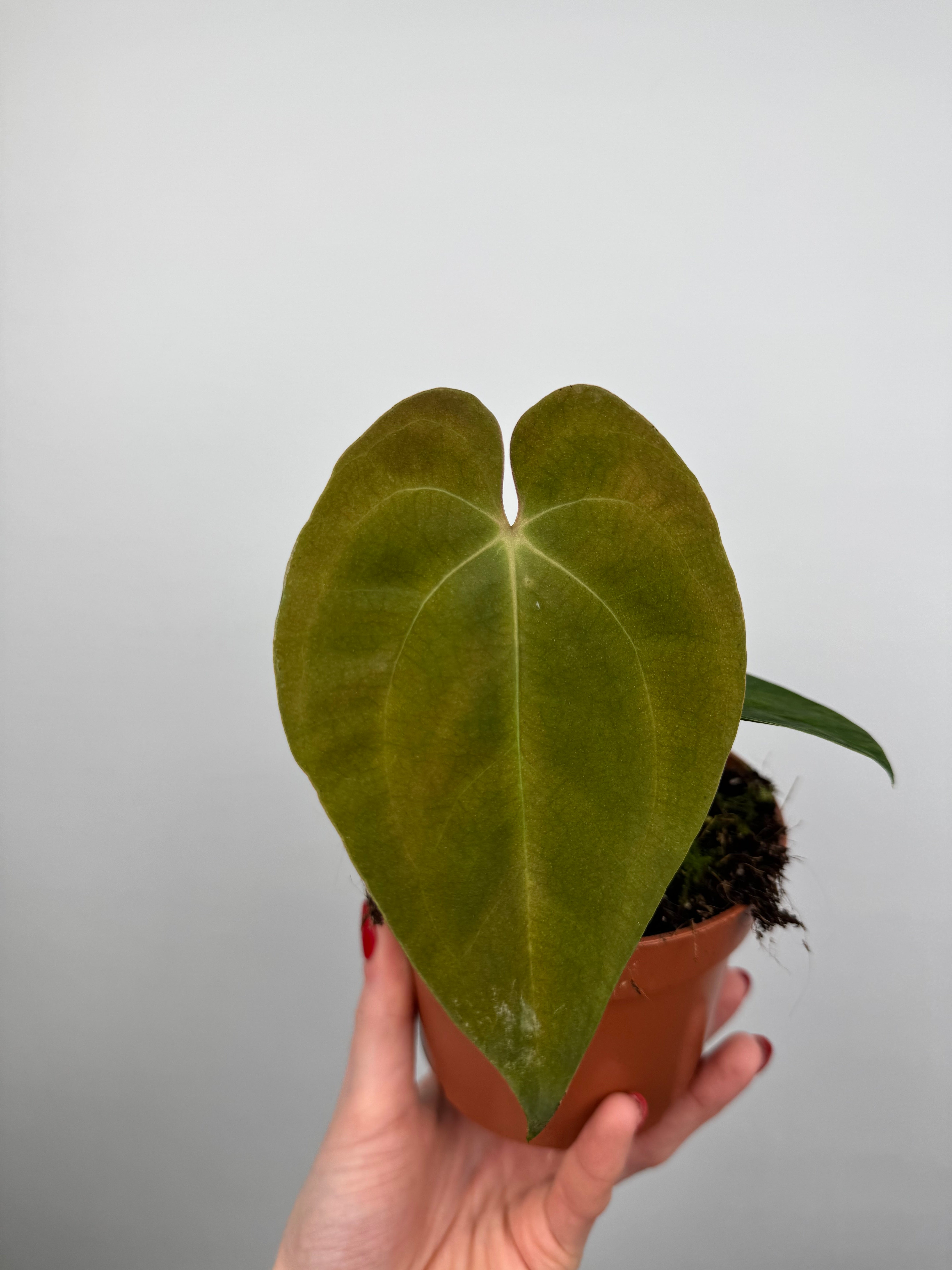 Anthurium Papillilaminum – Tropical Corner