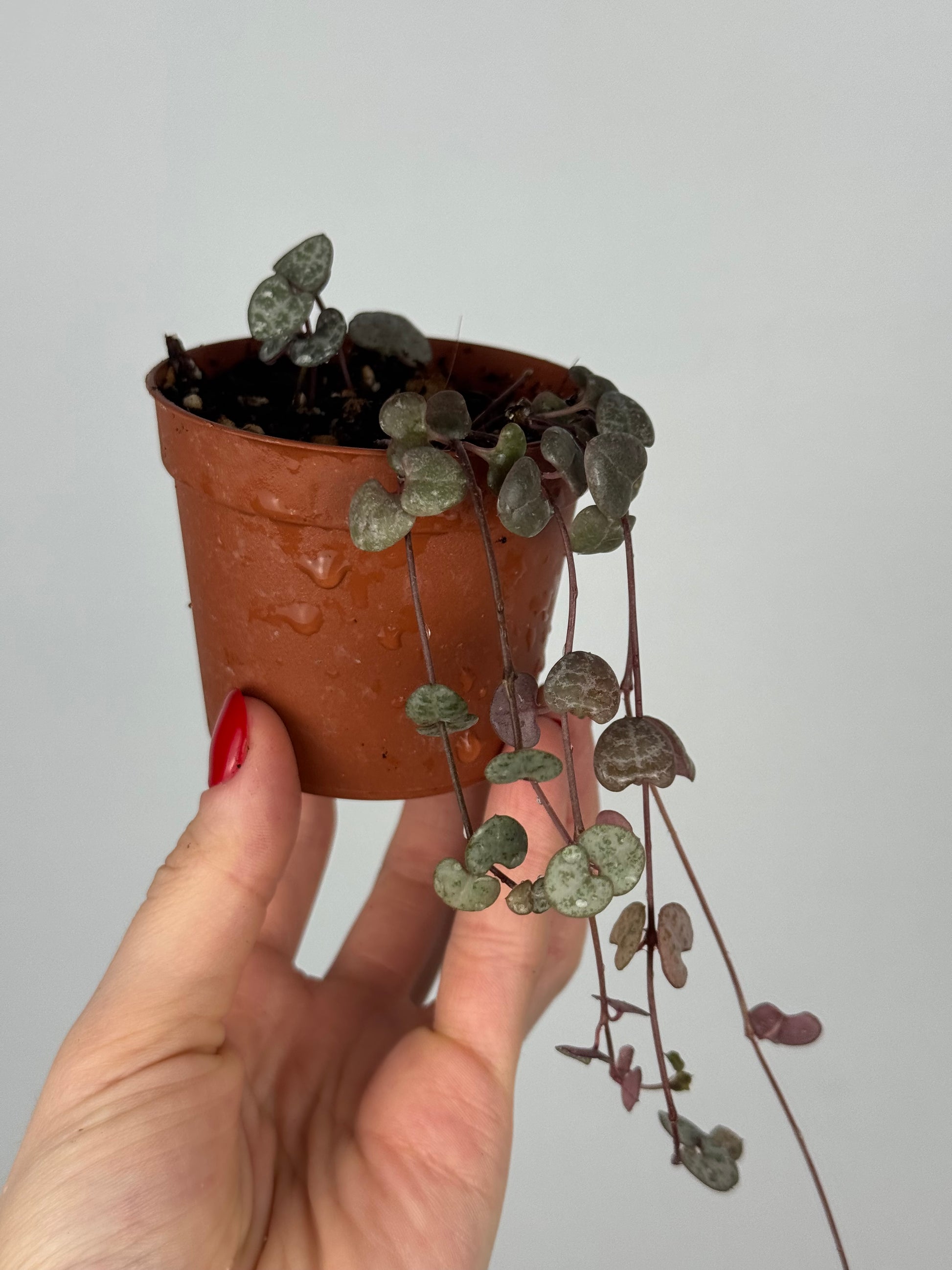Ceropegia Woodii | Valerie