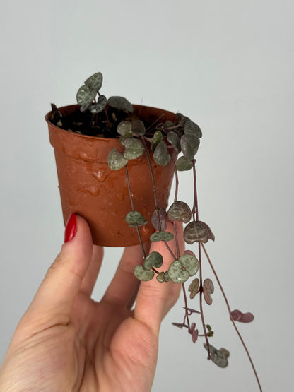 Ceropegia Woodii | Valerie