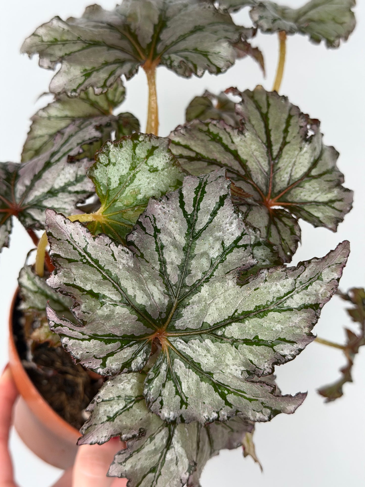 Begonia 'Spacestar Maia'